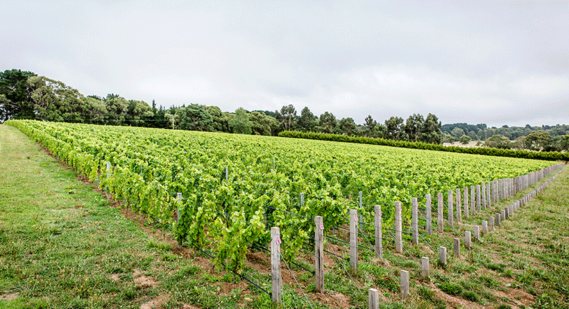 Ten Minutes by Tractor Vineyard 